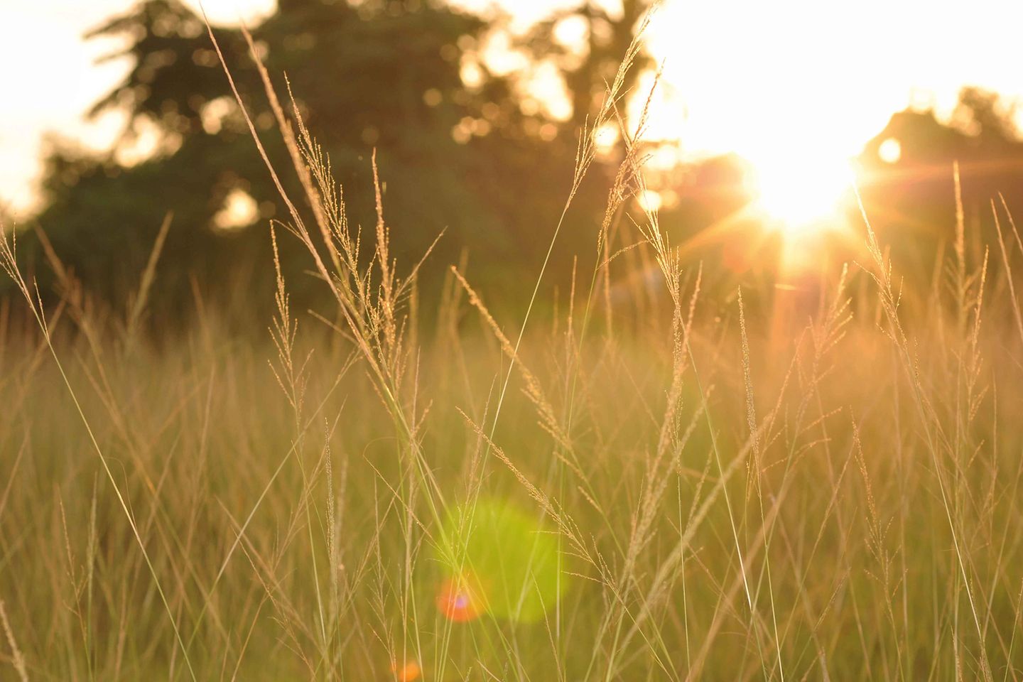 sonnenaufgang_feld