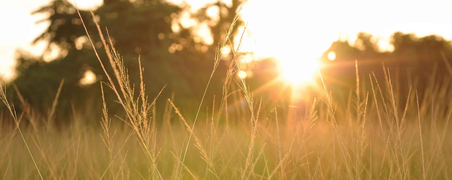 sonnenaufgang_feld