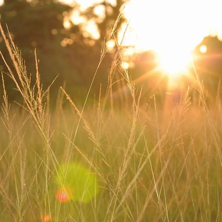 sonnenaufgang_feld