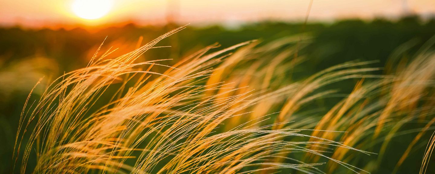 gras_im_wind gras_im_wind