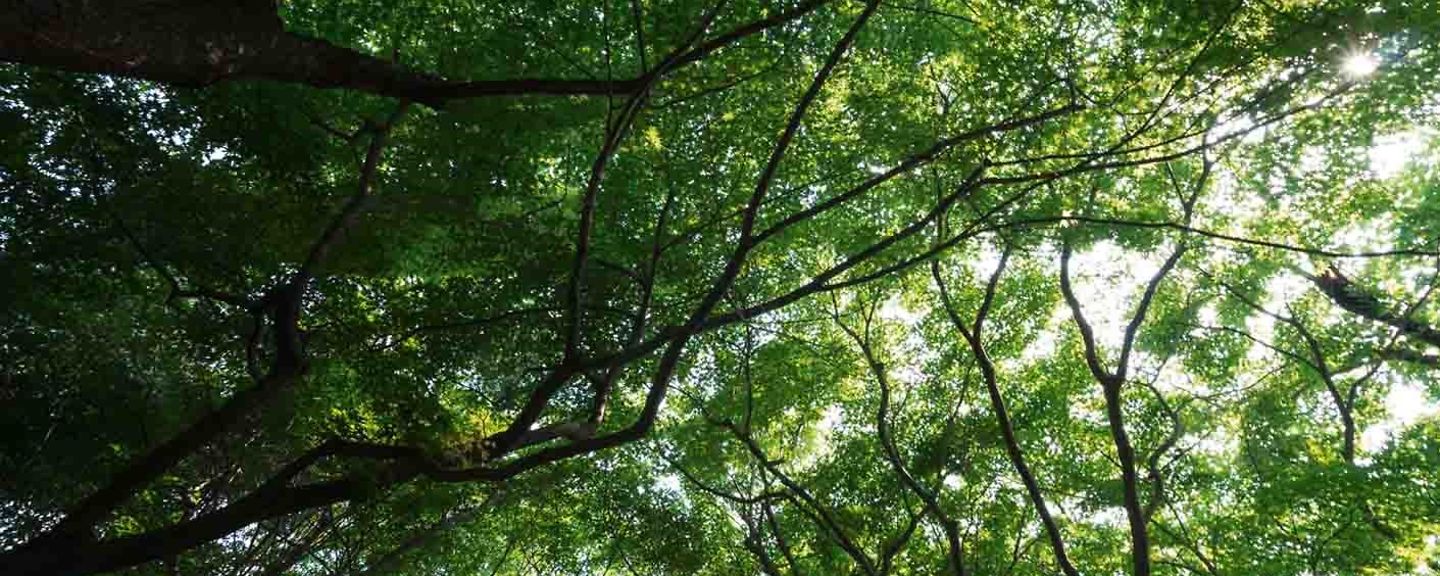 wald-1 wald-1