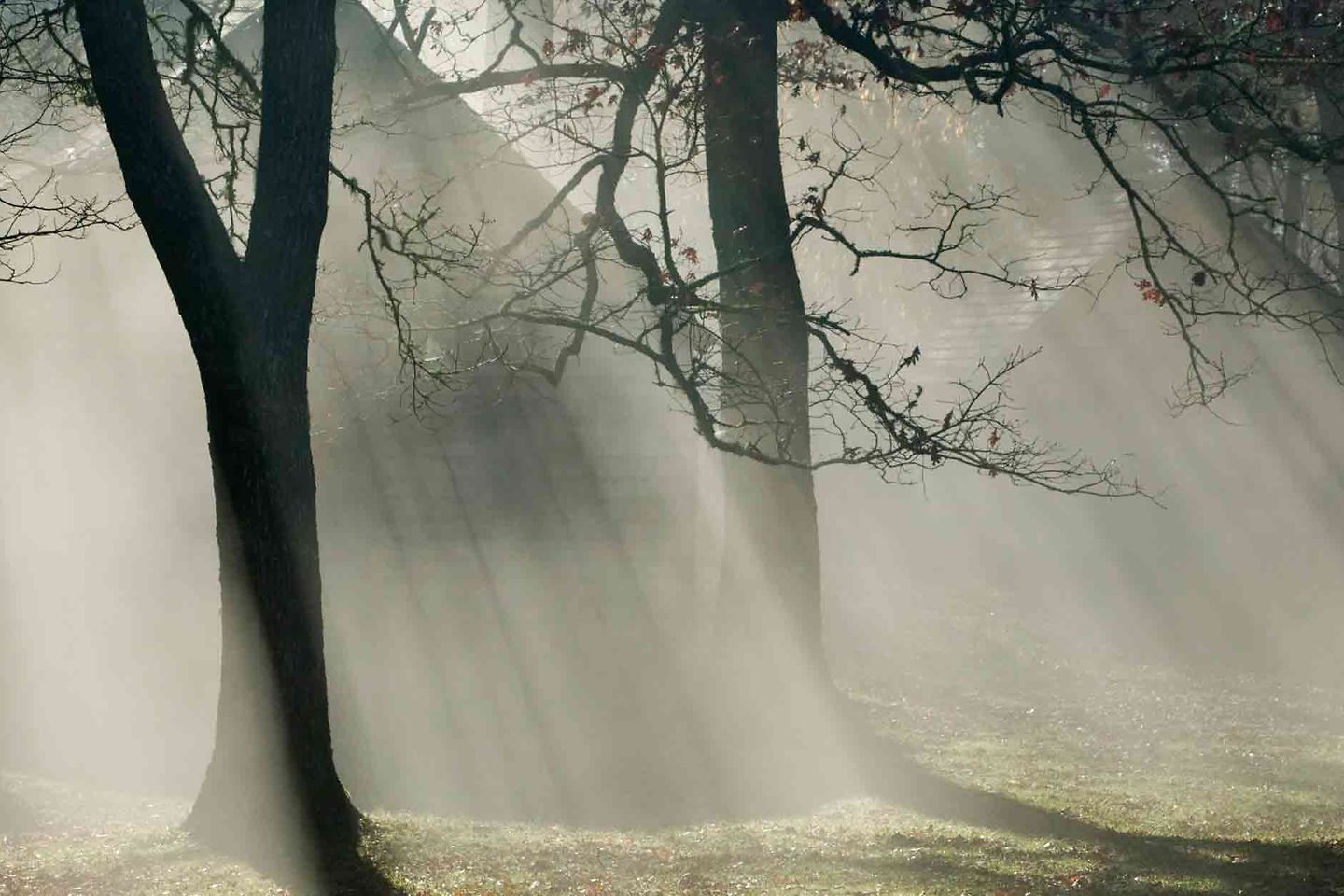 sonnenlicht_zwischen_baeumen