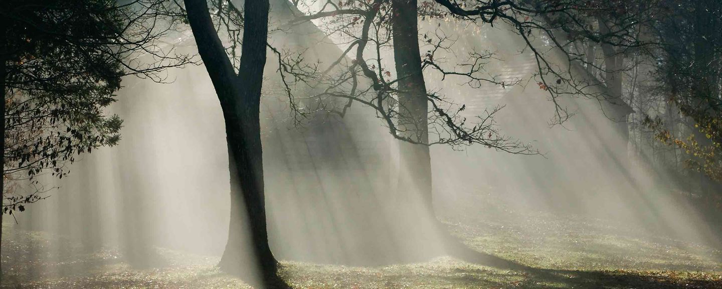 sonnenlicht_zwischen_baeumen sonnenlicht_zwischen_baeumen